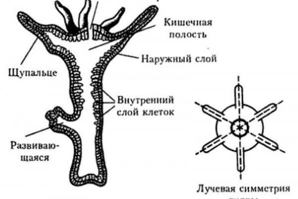 Кракен оф