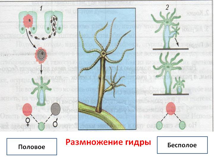 Kraken актуальный сайт