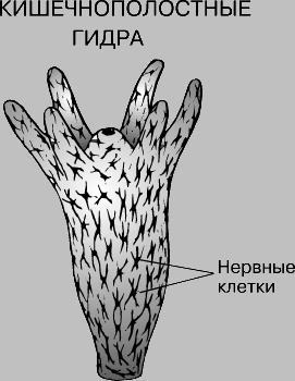 Ссылка на кракен тор браузер